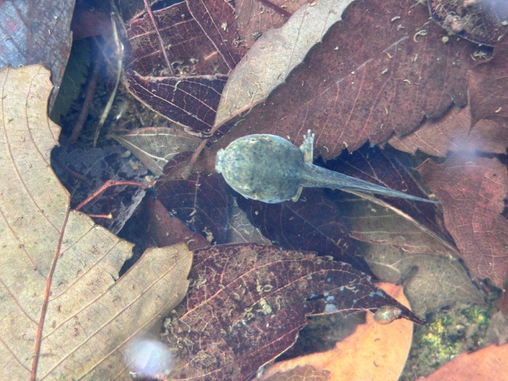 ニホンアマガエルのオタマジャクシ