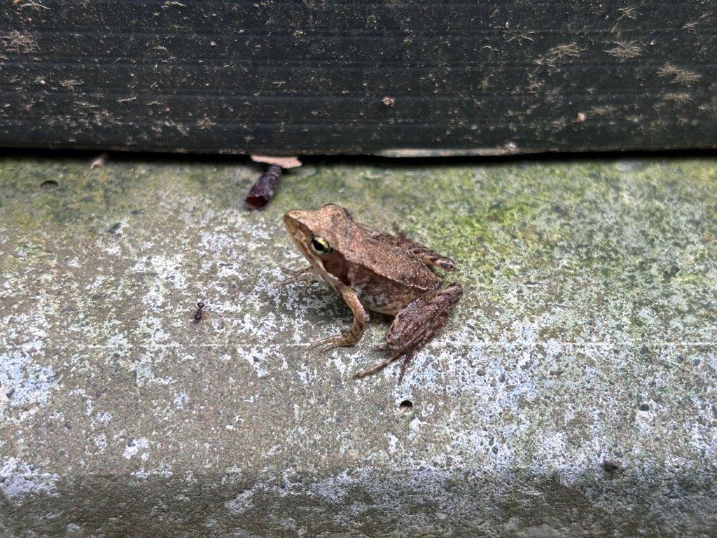 ニホンアカガエルの写真