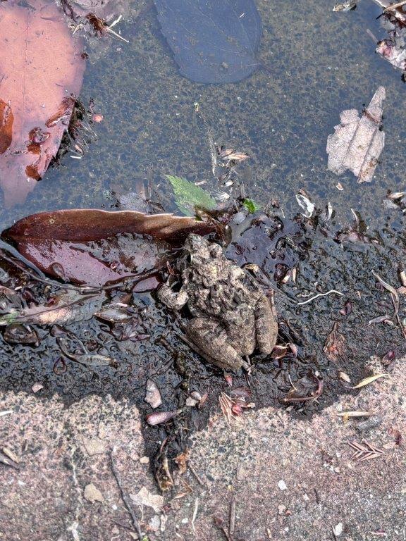 ヌマガエルの写真