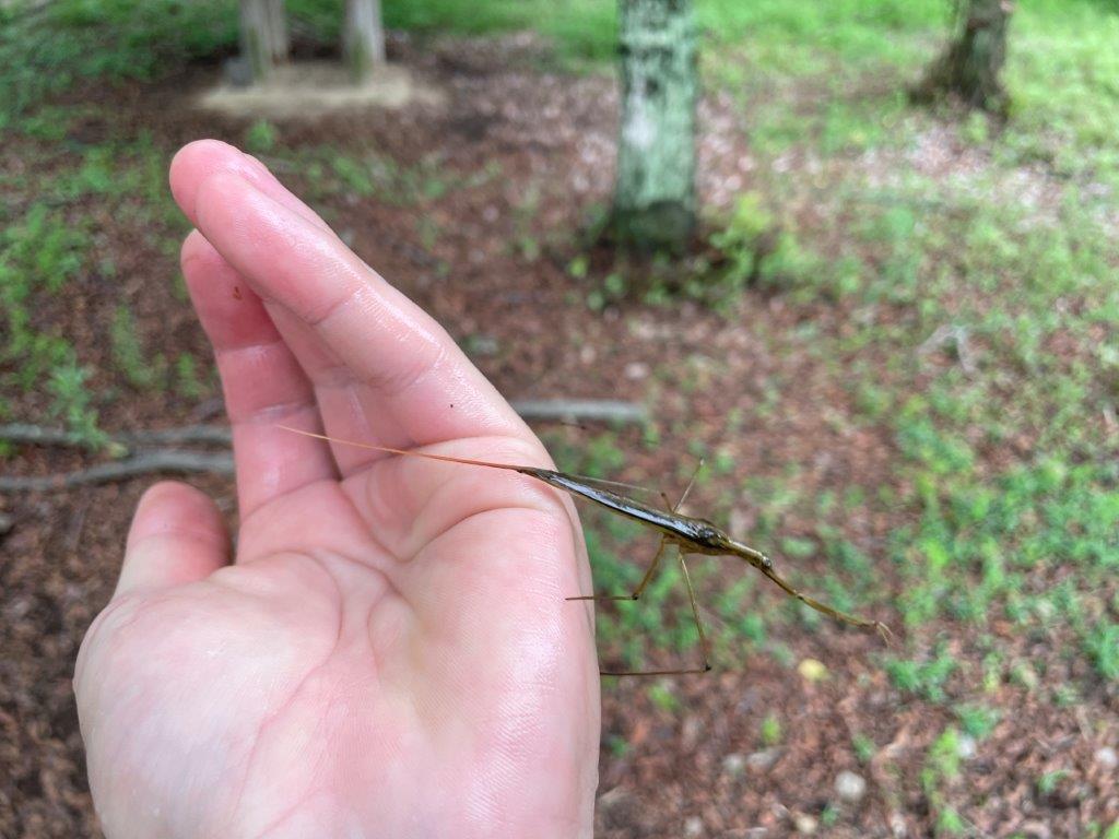 ミズカマキリの写真