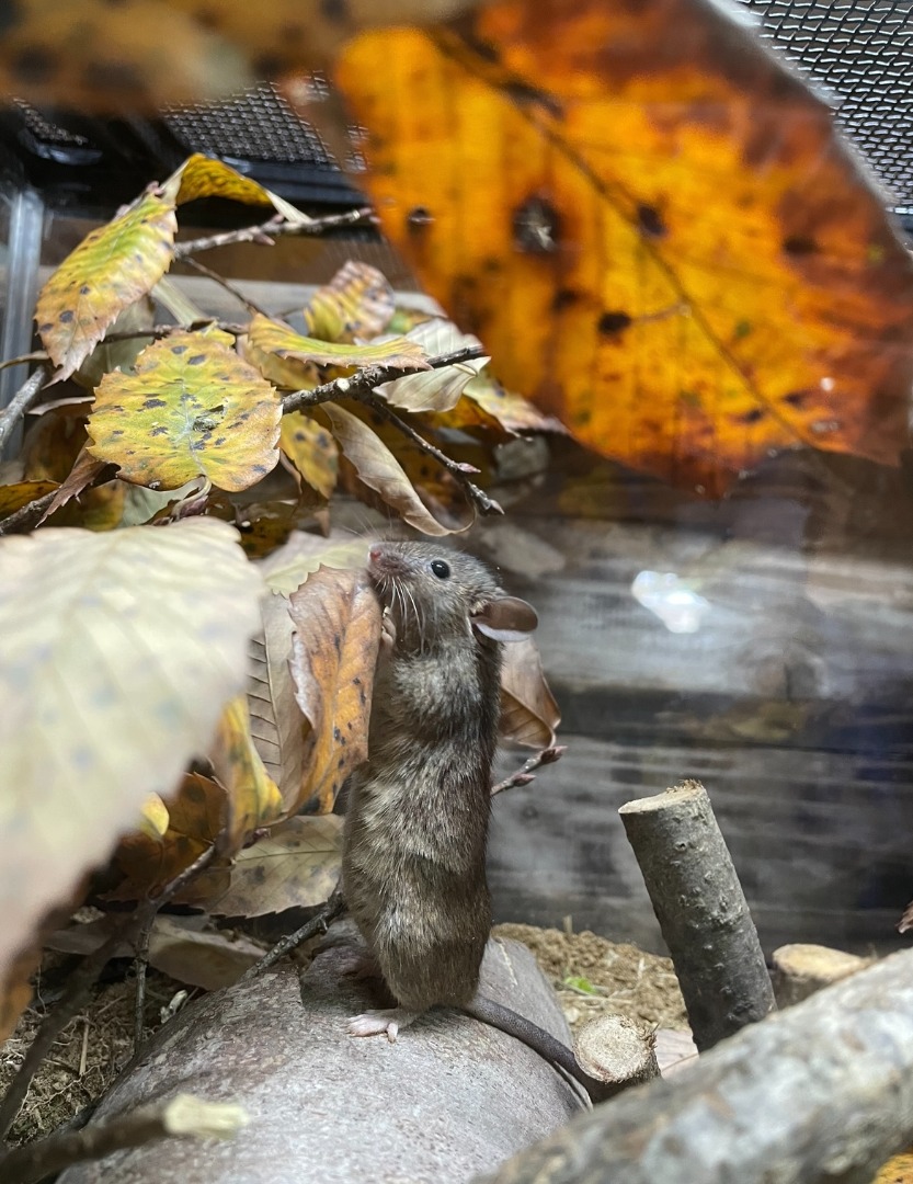 秋の展示