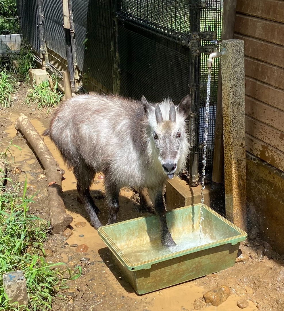 水桶準備中に待ちきれないナデシコ 待ちきれないナデシコ