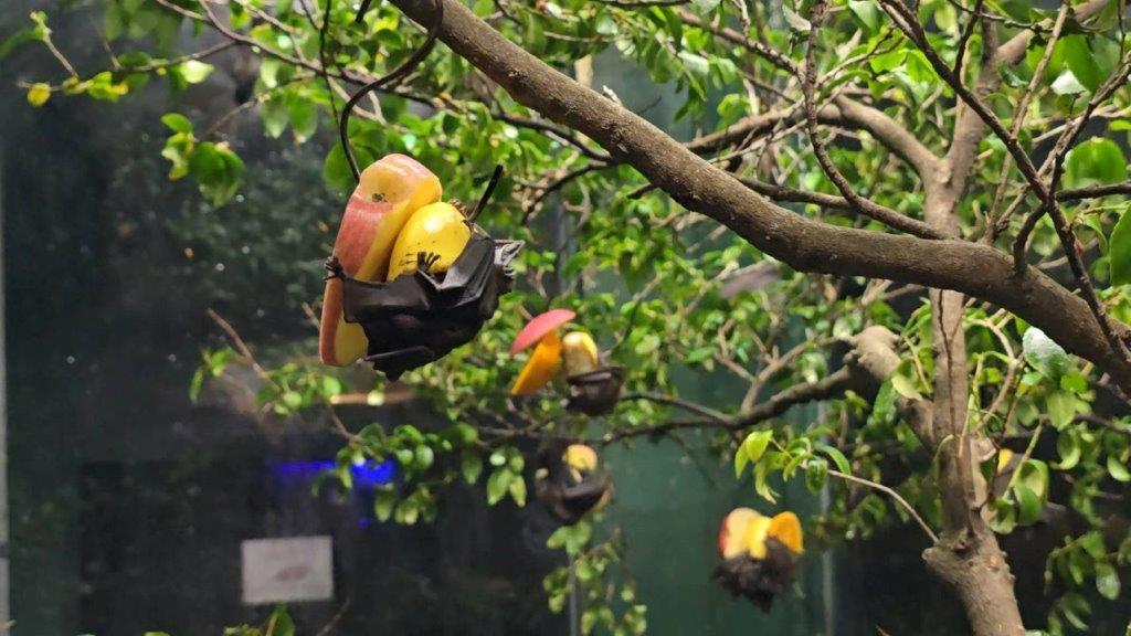 フックにひっかけた果物にしがみつき食べています エサにしがみつくコウモリ