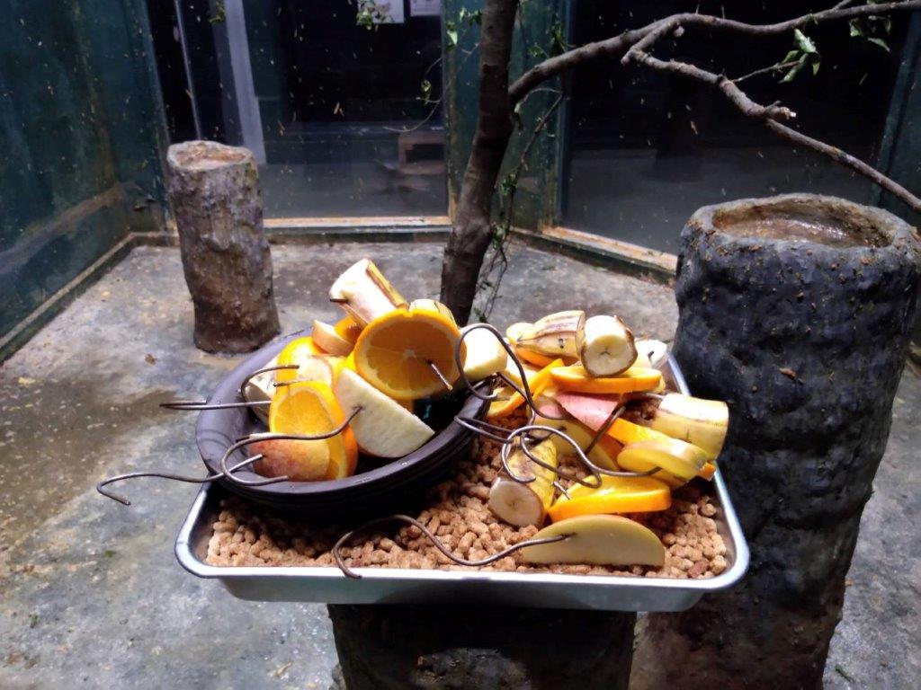 当園ではバナナ、リンゴ、オレンジ、ペレットを与えています 給餌内容