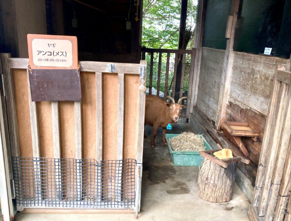 アンコの部屋 部屋