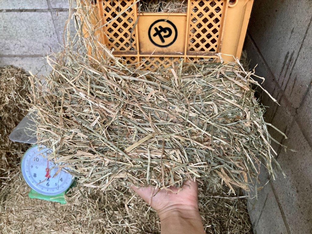 切る前の乾草 切る前