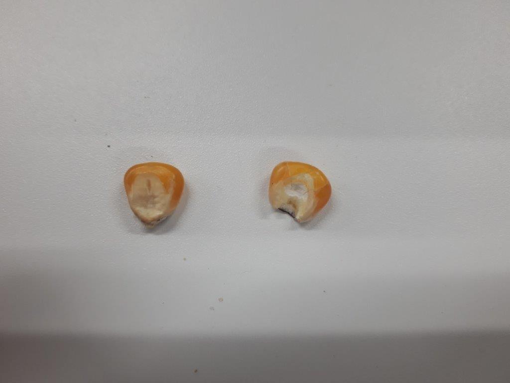 (左)食べる前、(右)食べた後 ハト配合(トウモロコシ)