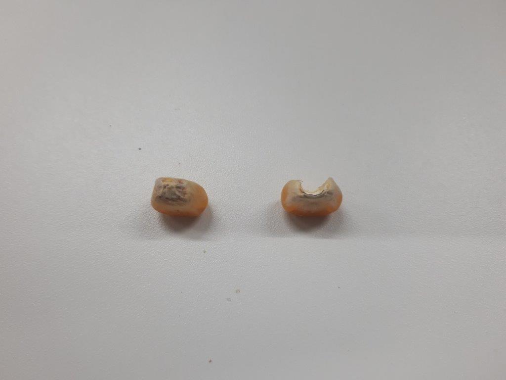別角度(左)食べる前、(右)食べた後 ハト配合(トウモロコシ)