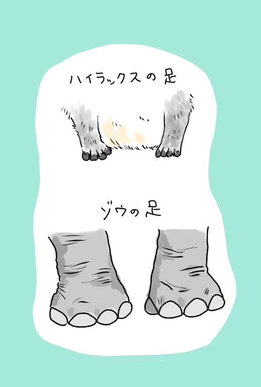ゾウの爪 ゾウ