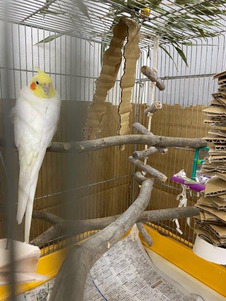生木に変更した止まり木 生木に変更