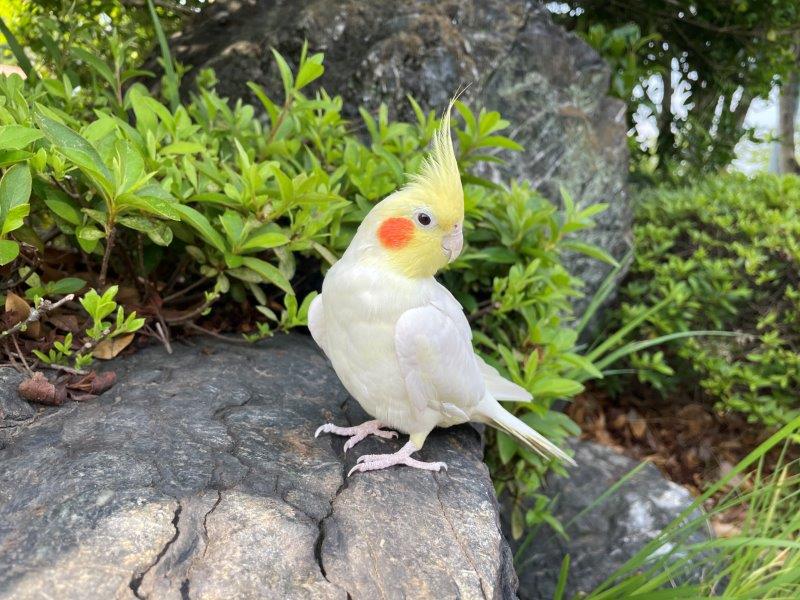 レモン ルチノー