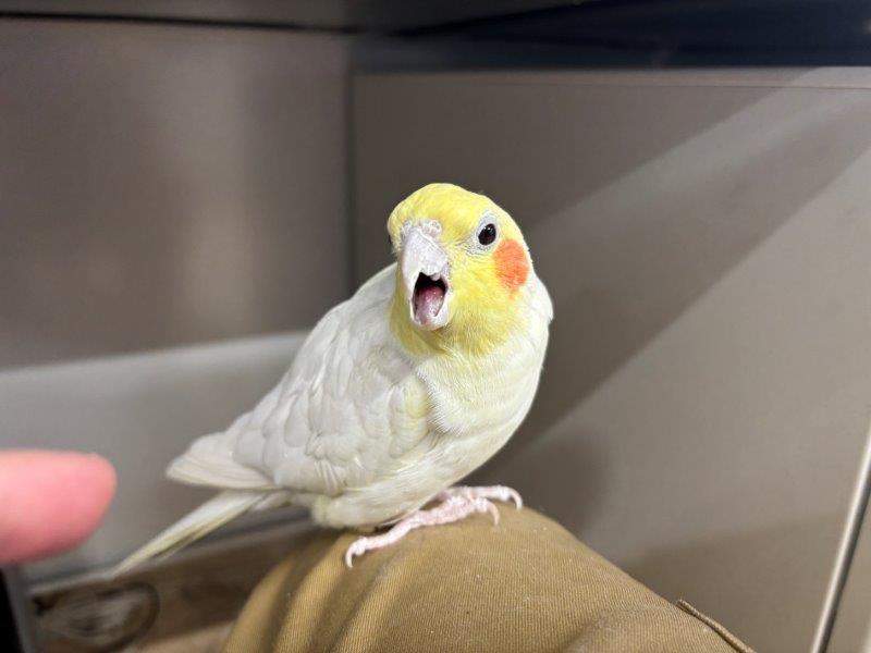威嚇している時 威嚇