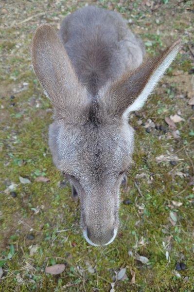 エスの上から見た鼻筋 エスの鼻筋