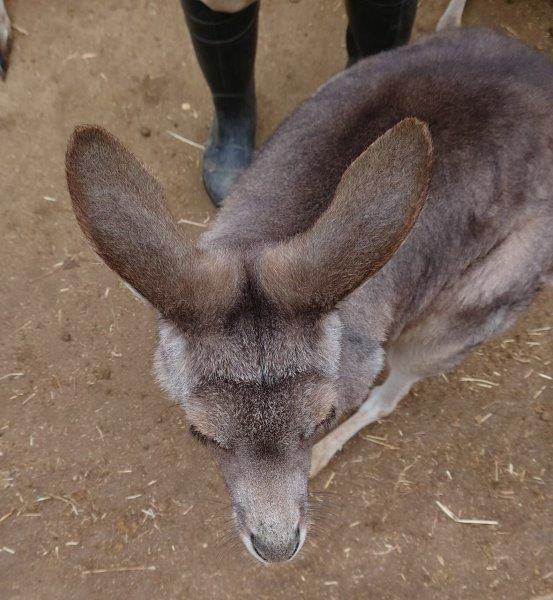 ホープの上から見た鼻筋 ホープの鼻筋
