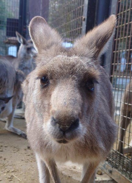 エス エスの写真