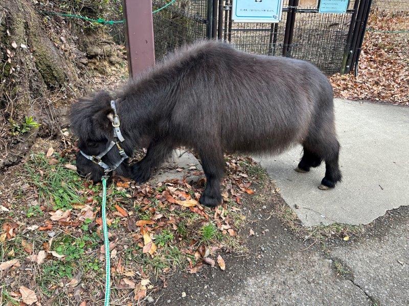 2月のお散歩中。一生懸命イネ科を食べるトーマス お散歩中にイネ科を食べるトーマス