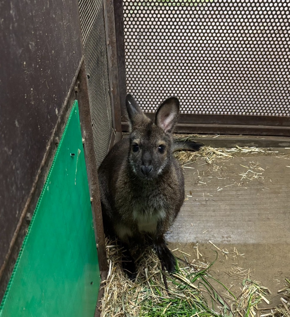 ②来園したベネットアカクビワラビーのウメマ