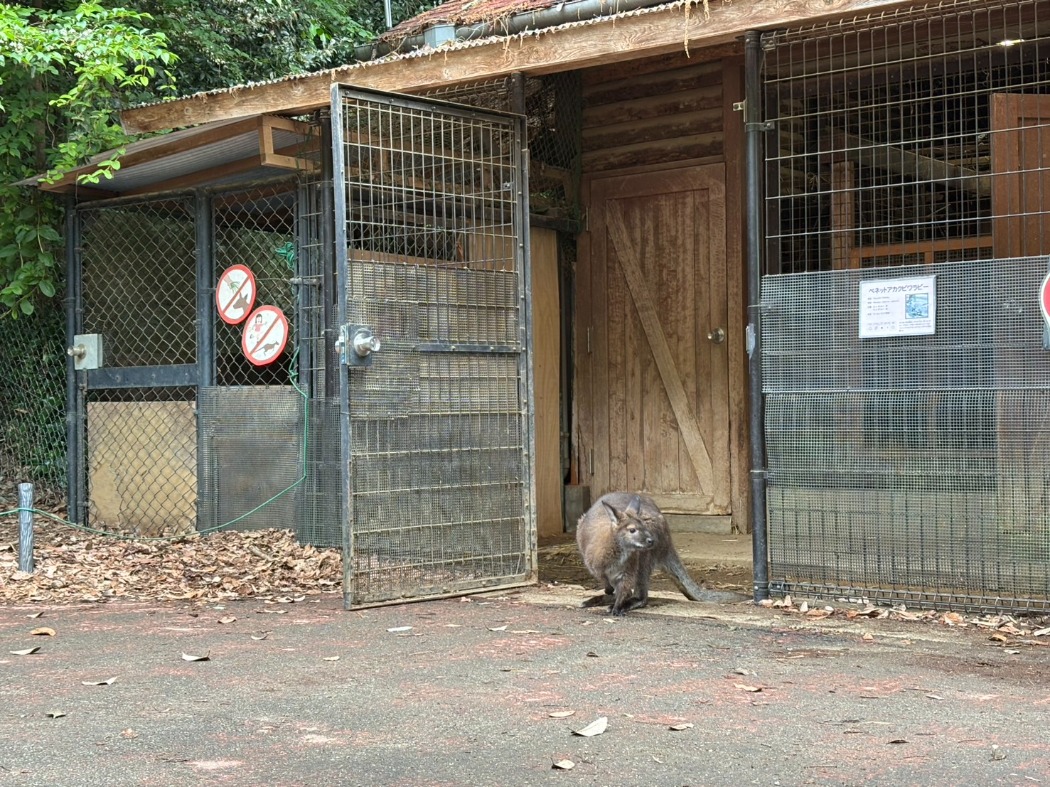 ⑧初めて放飼した時の様子