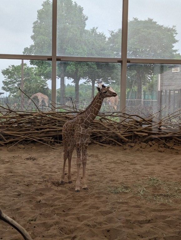 慣れてきました