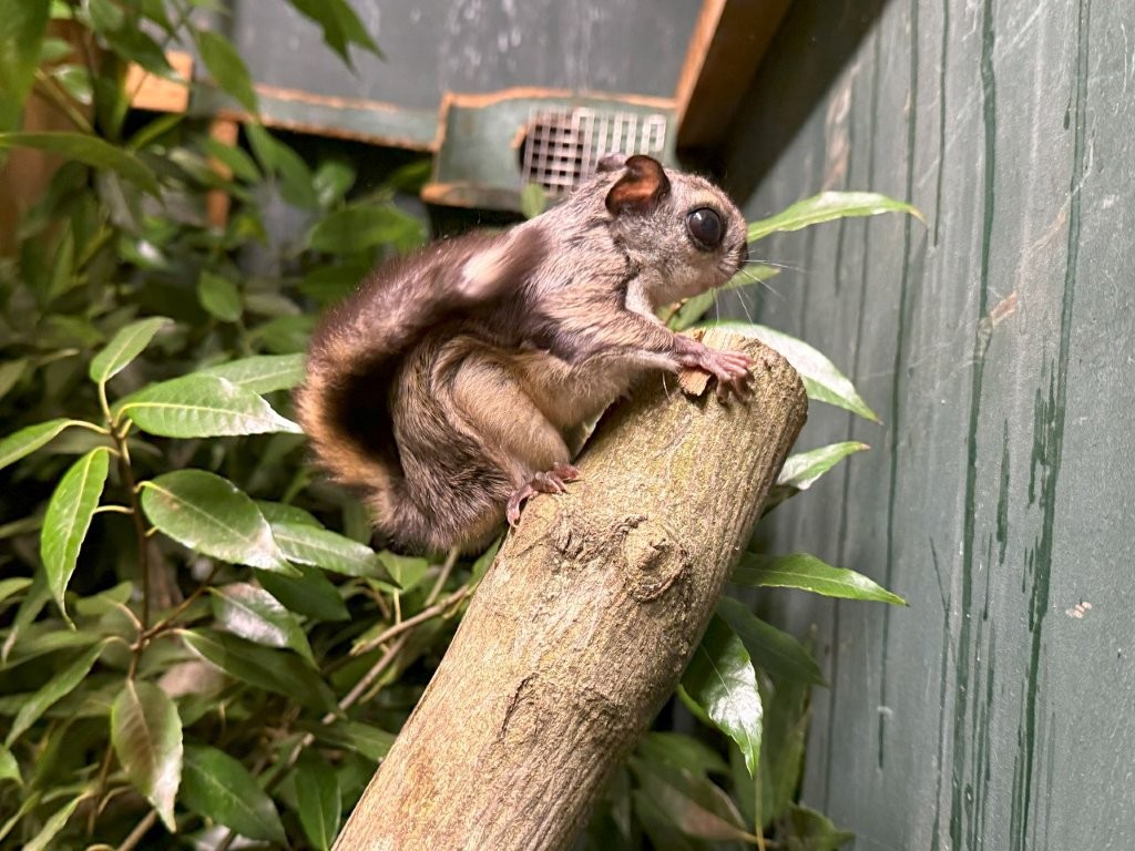1頭のホンシュウモモンガ