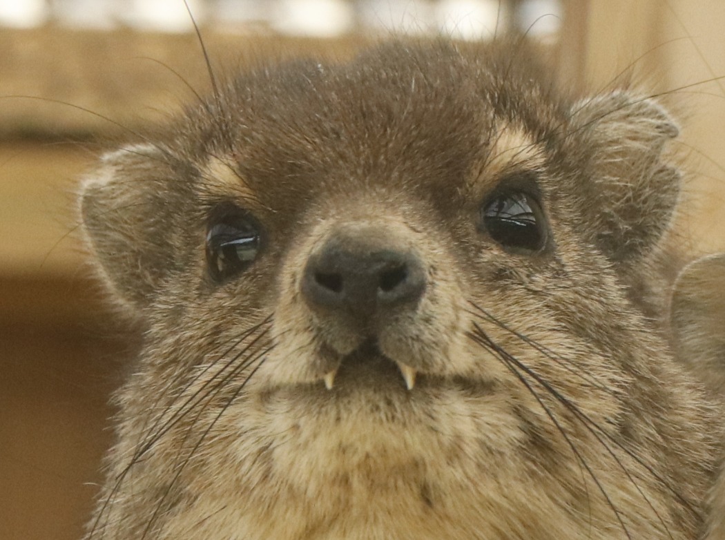キボシイワハイラックスの歯