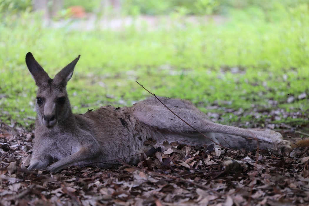 オオカンガルーのスージー