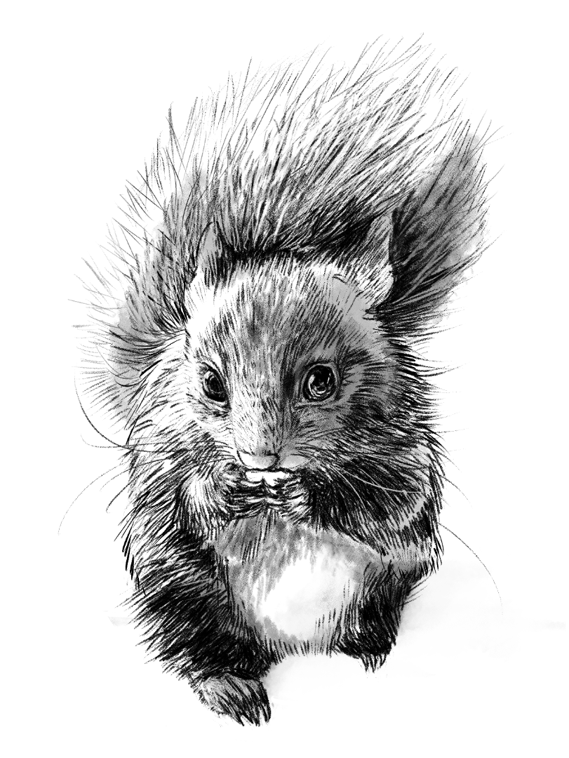ムササビイラスト ムササビのイラスト