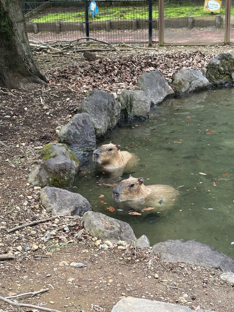 2頭で楽しそうに入っていました
