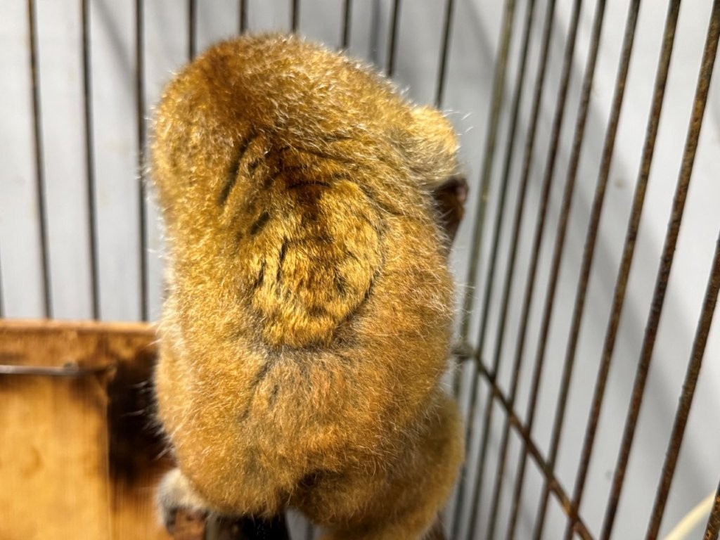 脱毛した形跡がまだあります