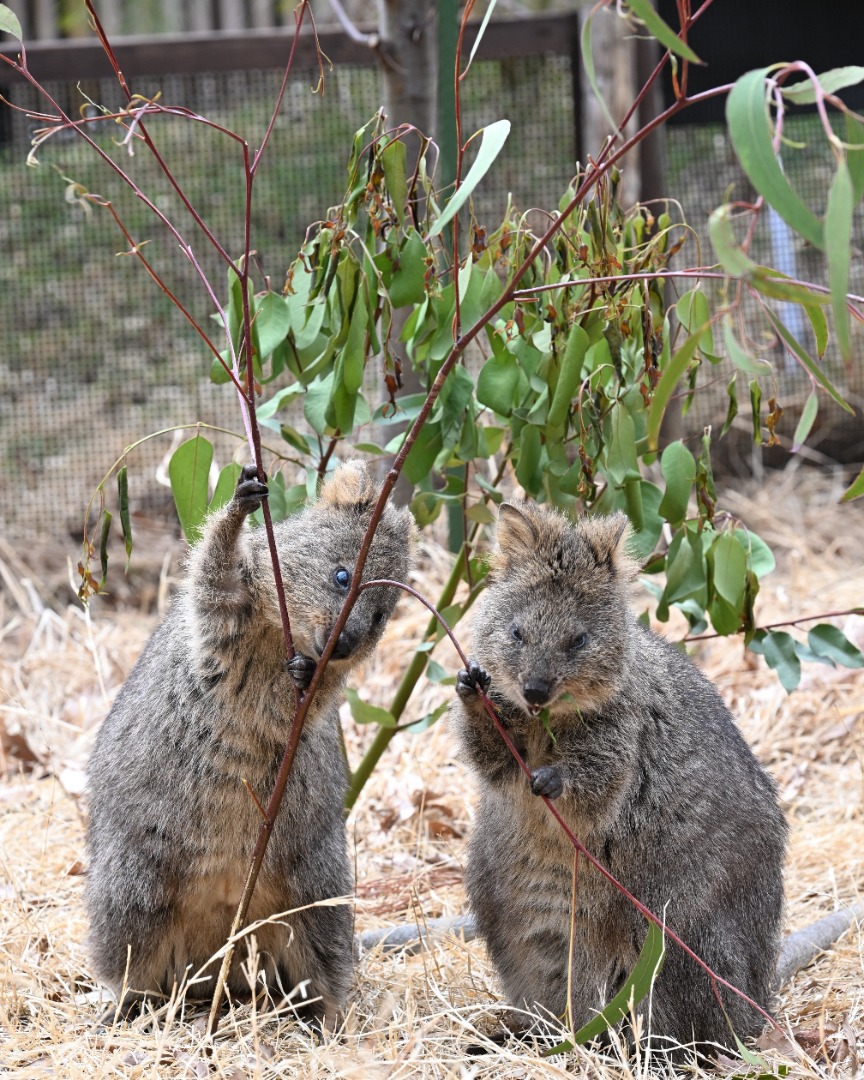 ユーカリを食べるクオッカ ユーカリを食べるクオッ