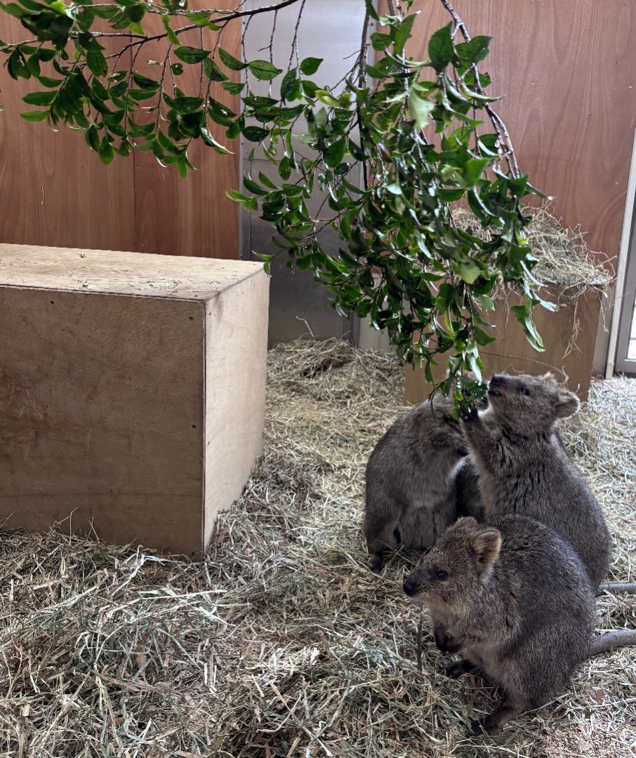 ヒサカキを食べるクオッカ