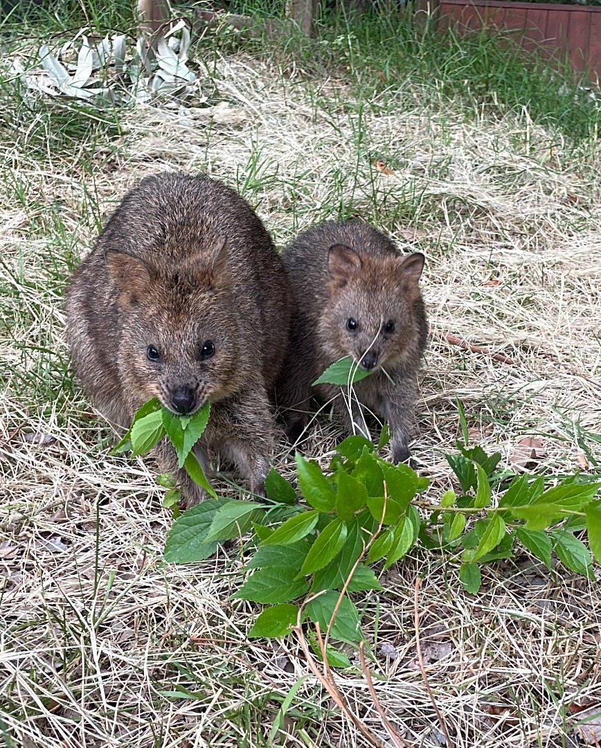 エノキを食べるクオッカ