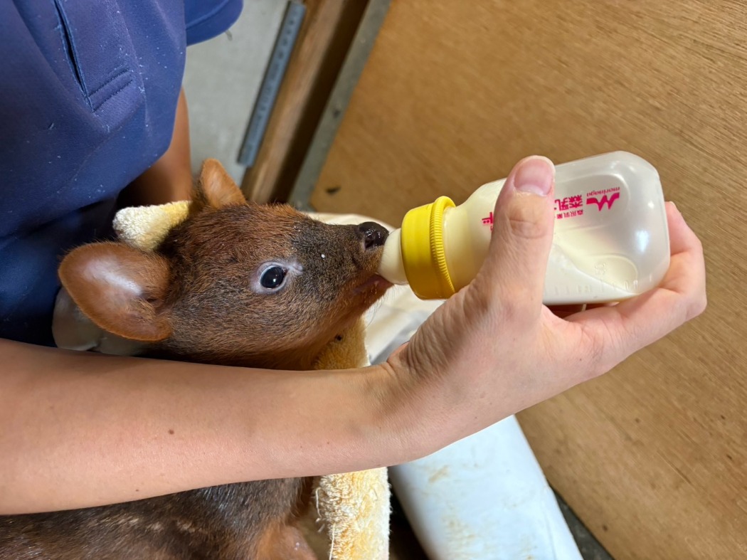 ごくごく飲むイチハ
