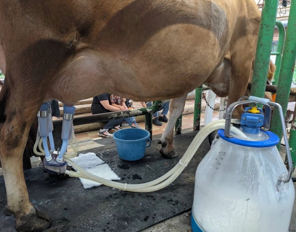 この牛乳をもらっています!