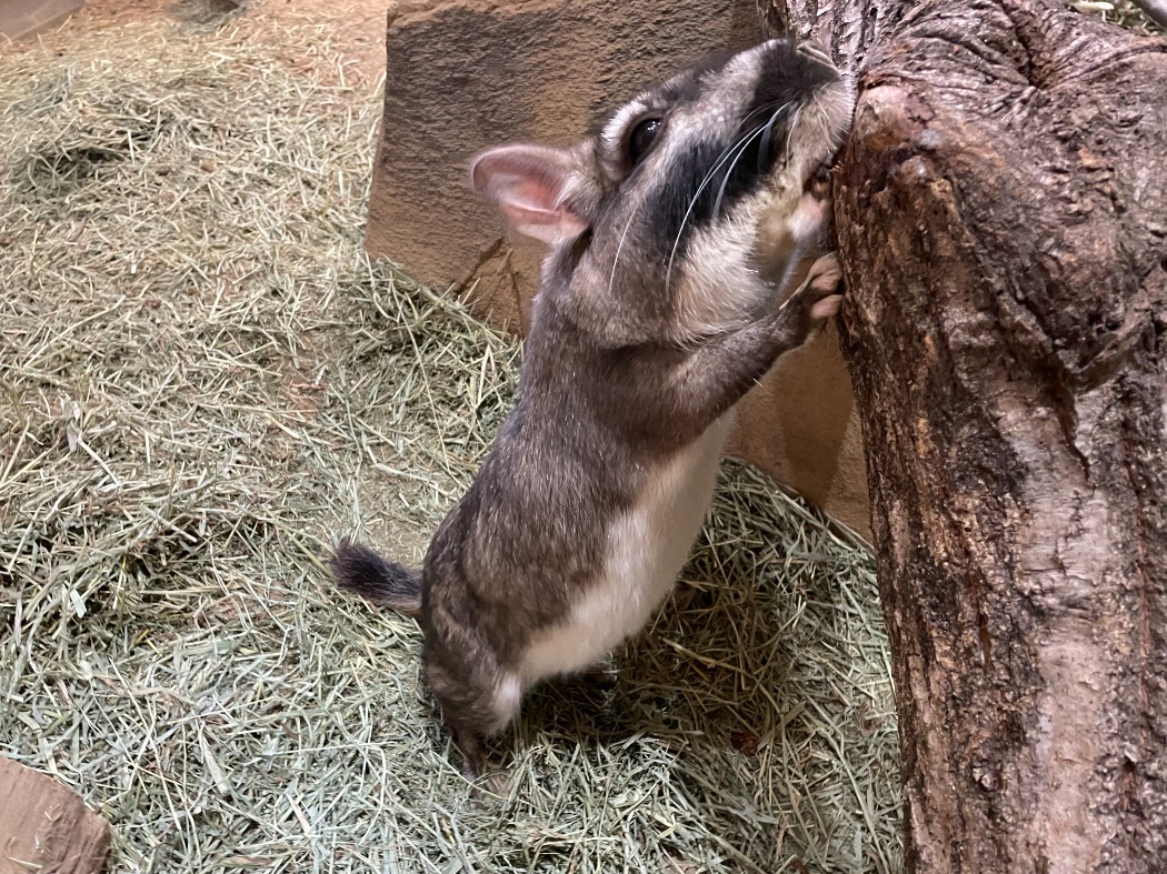 ビスカチャ
