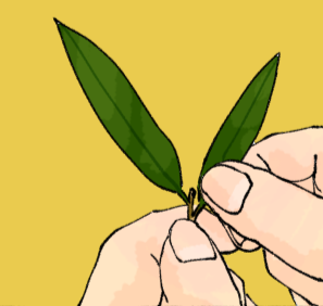 やり方