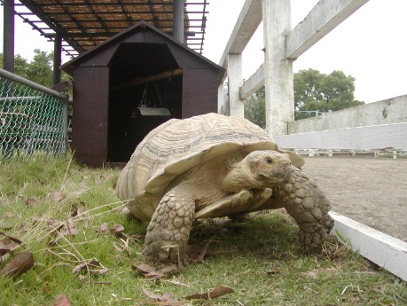 乗馬コースの横にいます ケヅメリクガメ