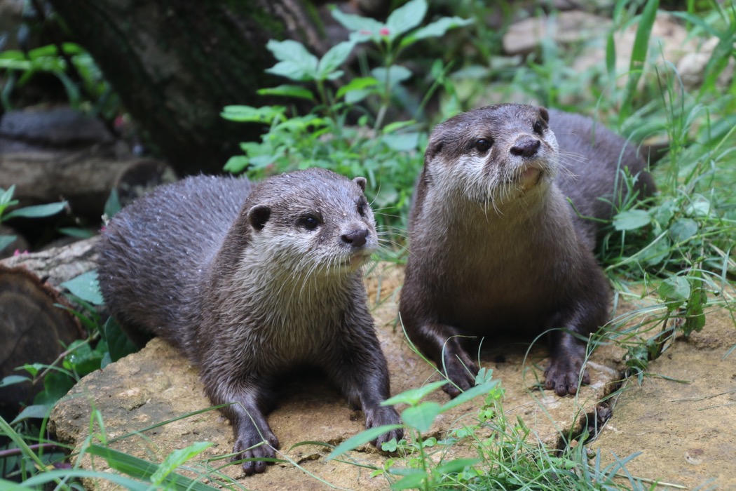 コツメカワウソ