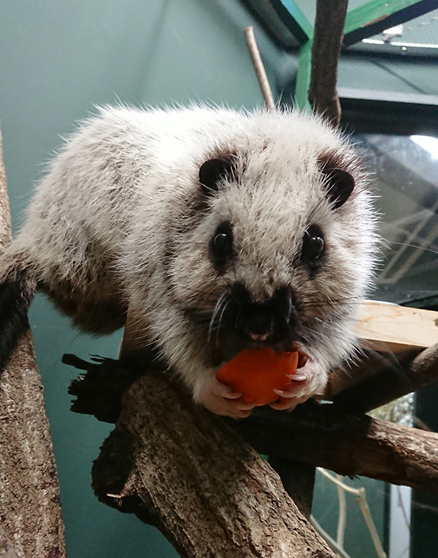 ウスイロホソオクモネズミ