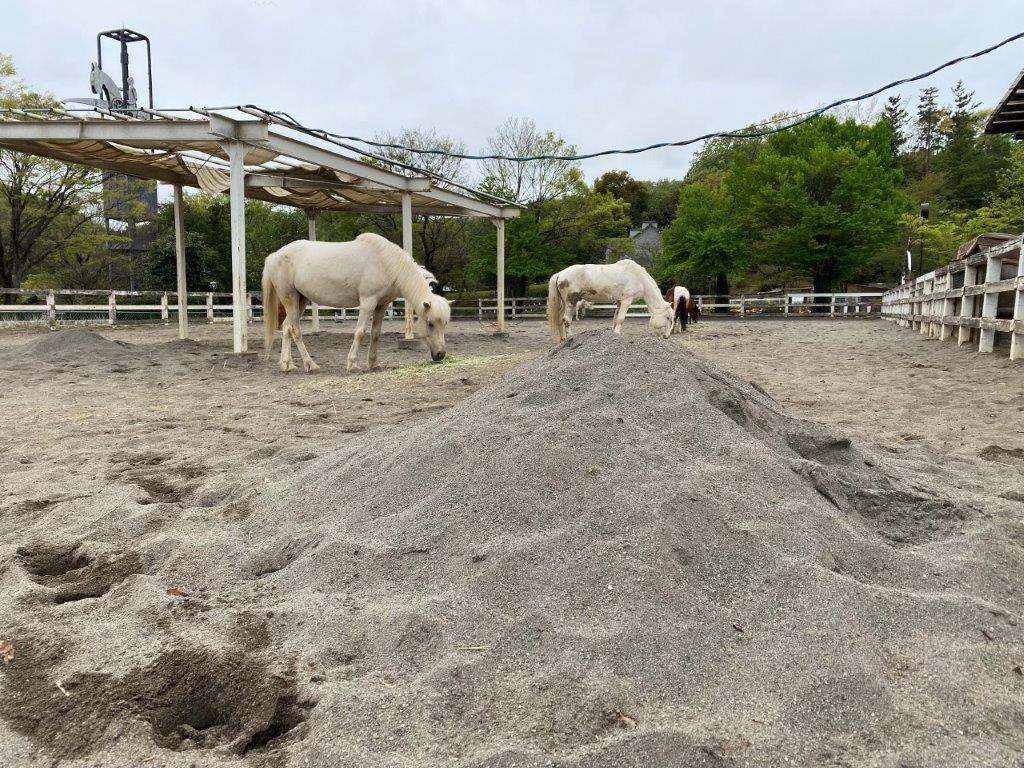 砂が追加されたポニー放飼場