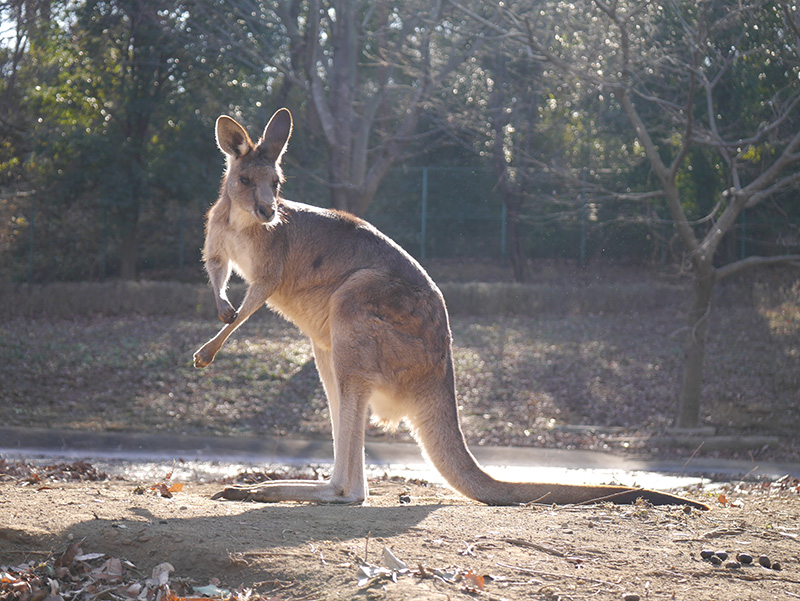 キャプション(編集は画像ボタンから) オオカンガルー