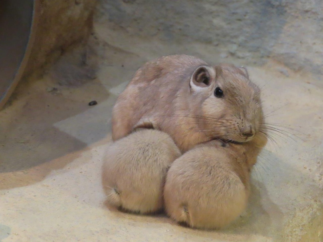 キャプション(編集は画像ボタンから) グンディ