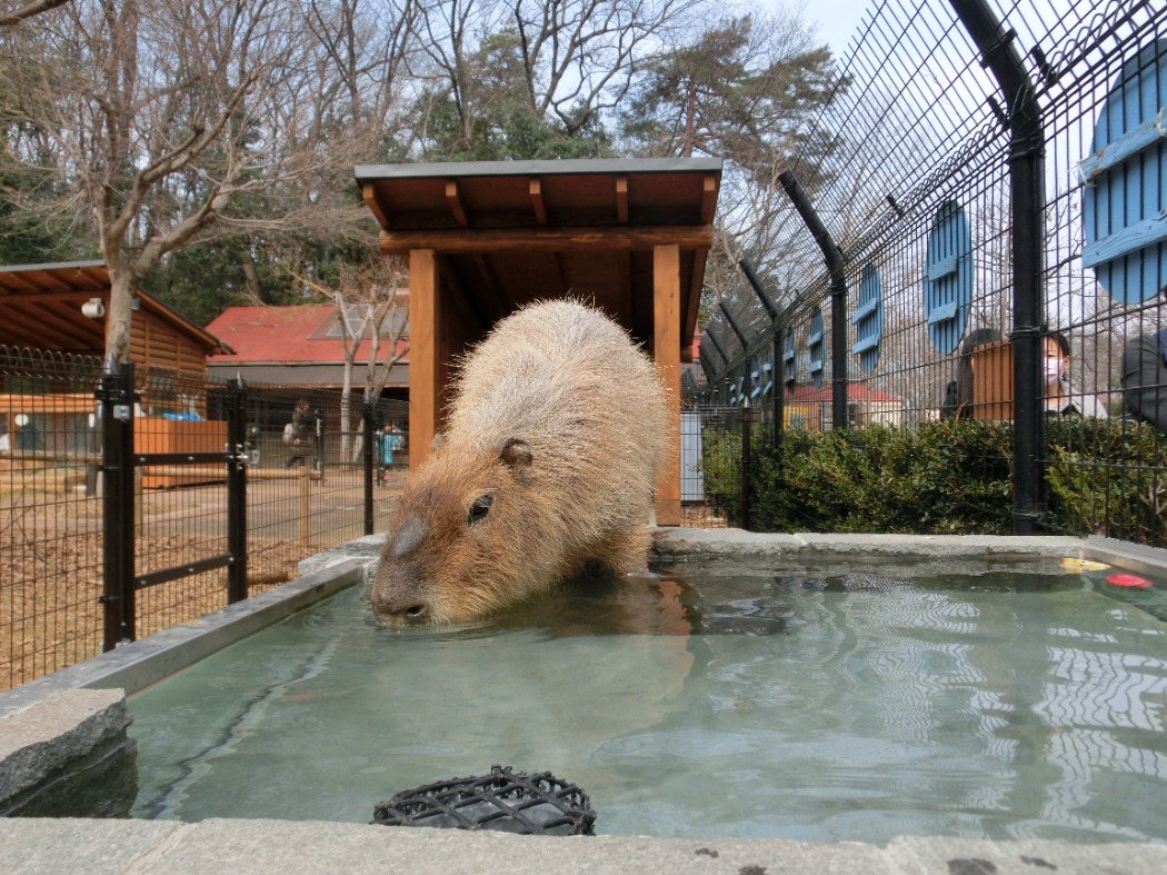彦馬とうさんのしあわせハウス 彦馬とうさんのしあわせハウスでお風呂につかる彦馬
