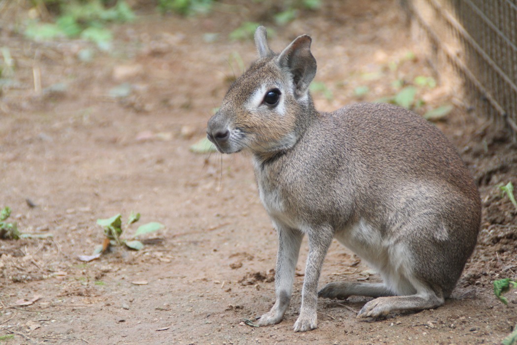ヒメマーラ | 埼玉県こども動物自然公園 | 公益財団法人埼玉県公園緑地協会