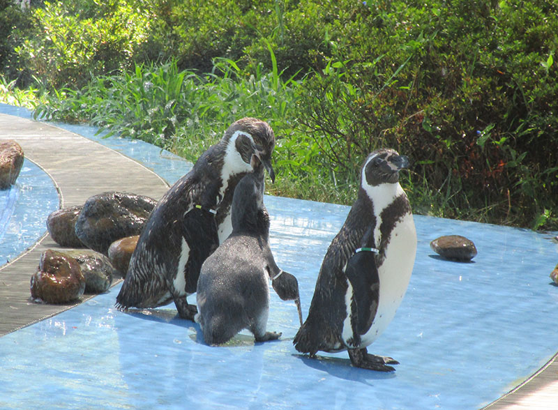 フンボルトペンギンの親子