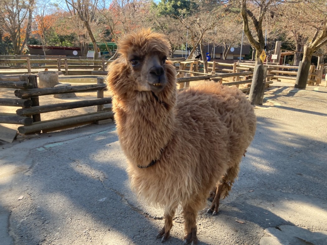 アルパカがやってきました 埼玉県こども動物自然公園 公益財団法人埼玉県公園緑地協会