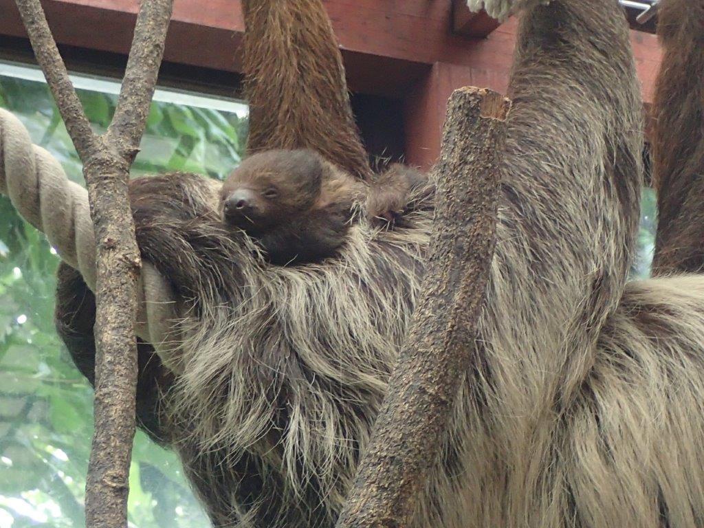 ナマケモノの赤ちゃん