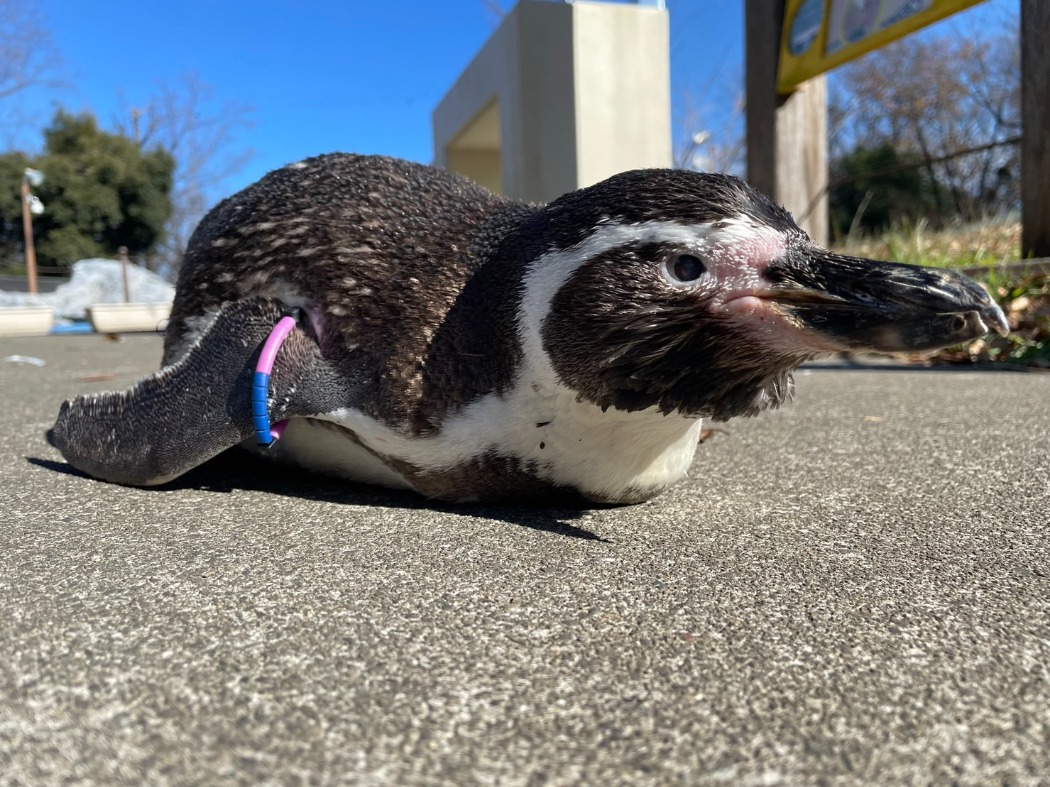 フンボルトペンギンのグラママ
