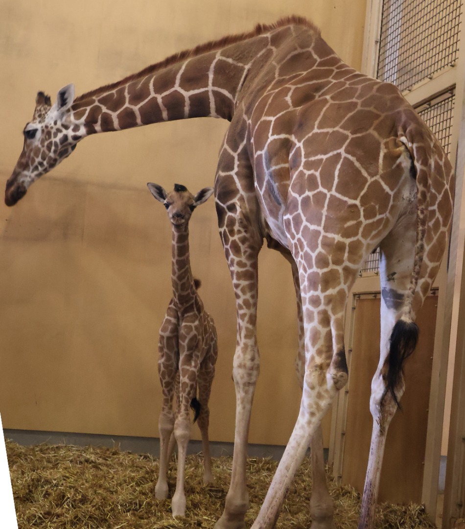 キリンの赤ちゃんとお母さん