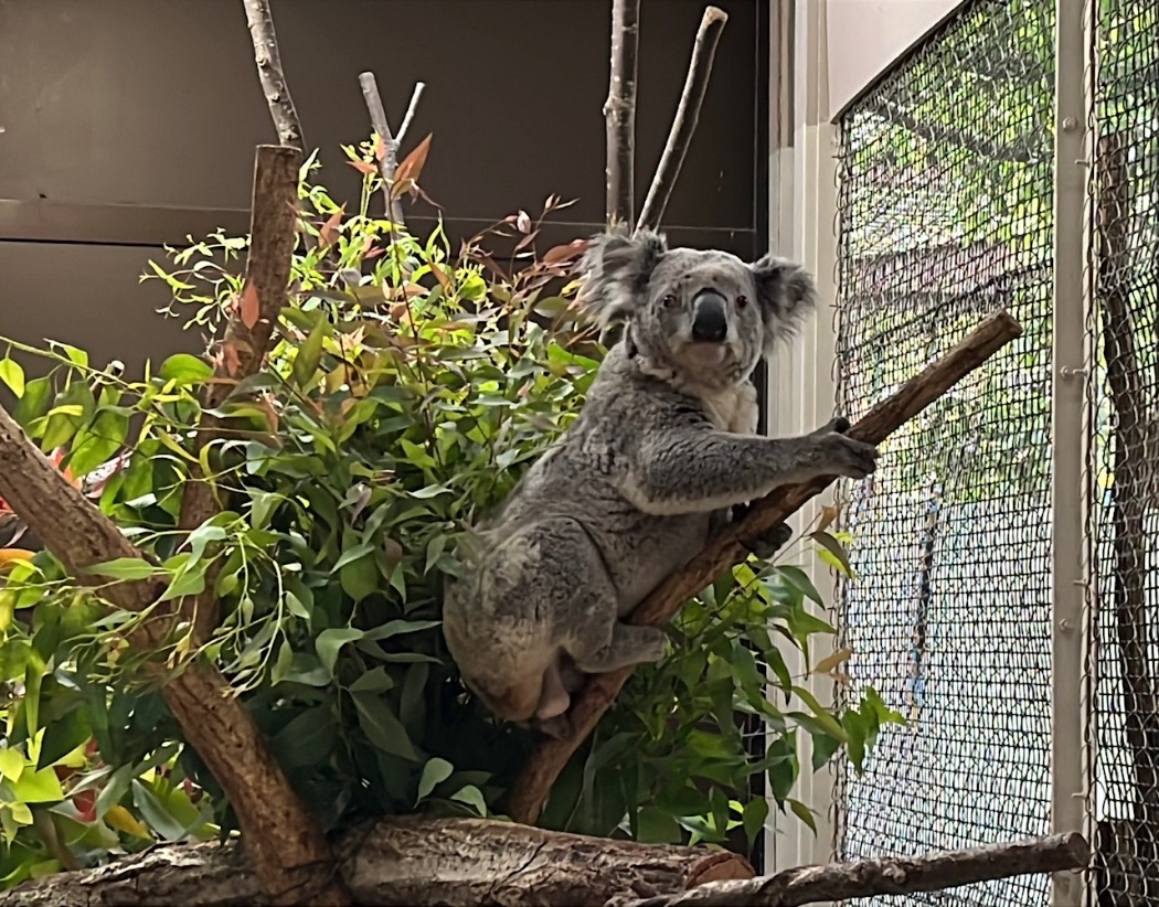 検疫室に出たアサヒ